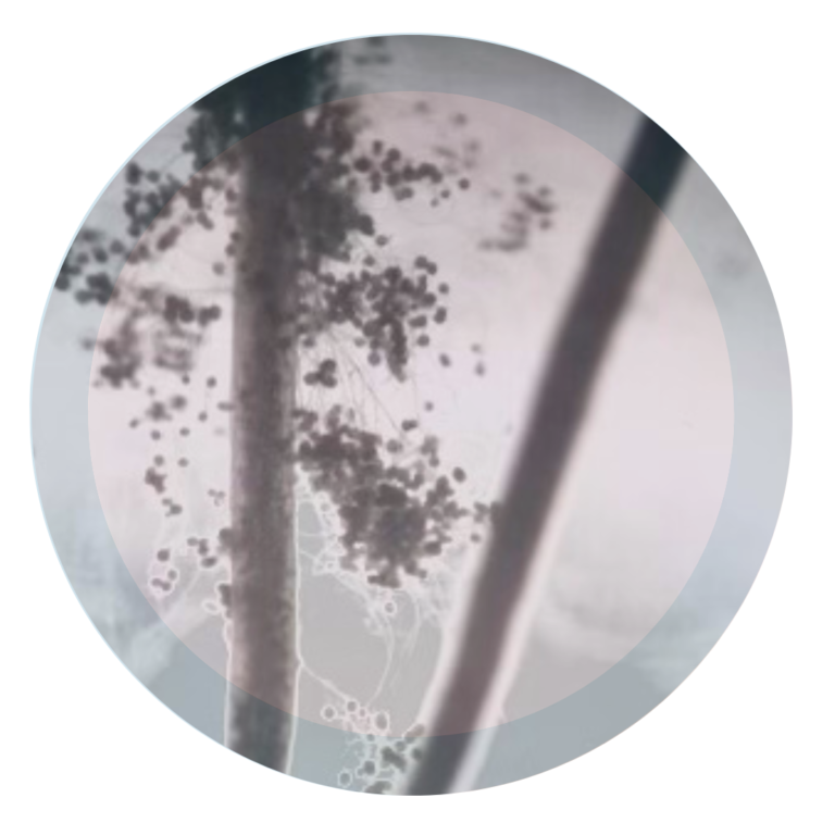 ENDO 4 - Mycorrhizae