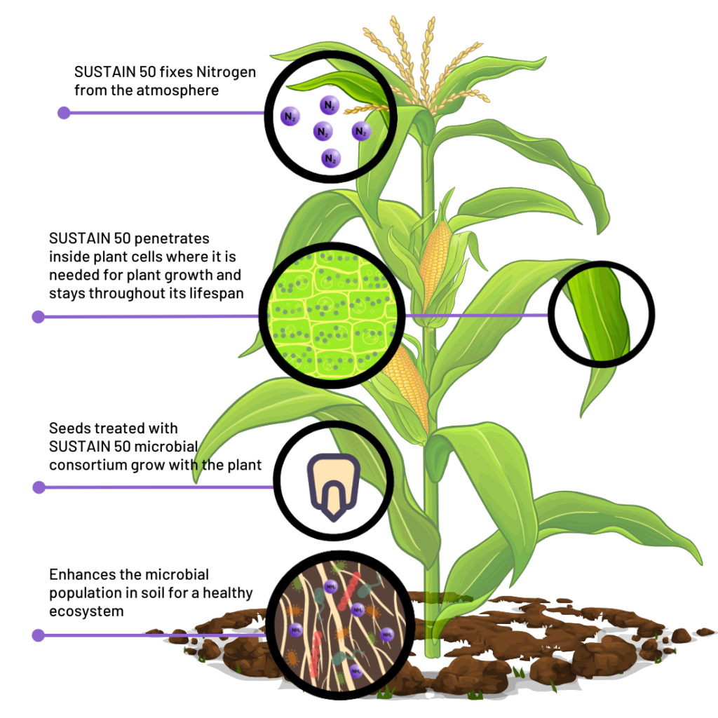 NITROGEN FIXATION