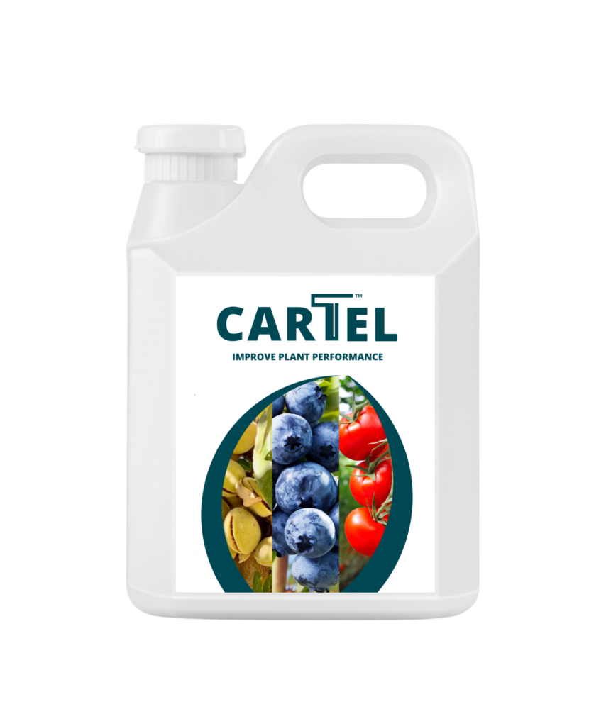 Bioinoculant - CARTEL, cover crops