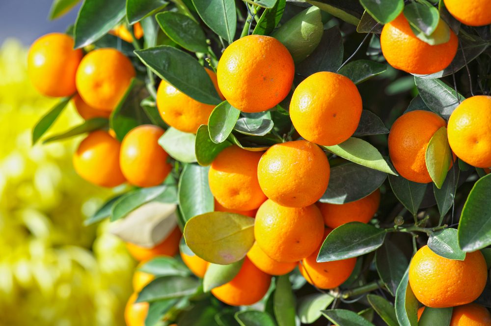 chinese kumquat for chinese new year